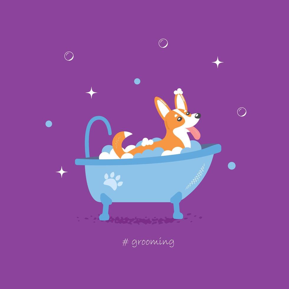 Vector cartoon style illustration of cute corgi dog taking a bath full of soap foam. Grooming concept. Violet background.
