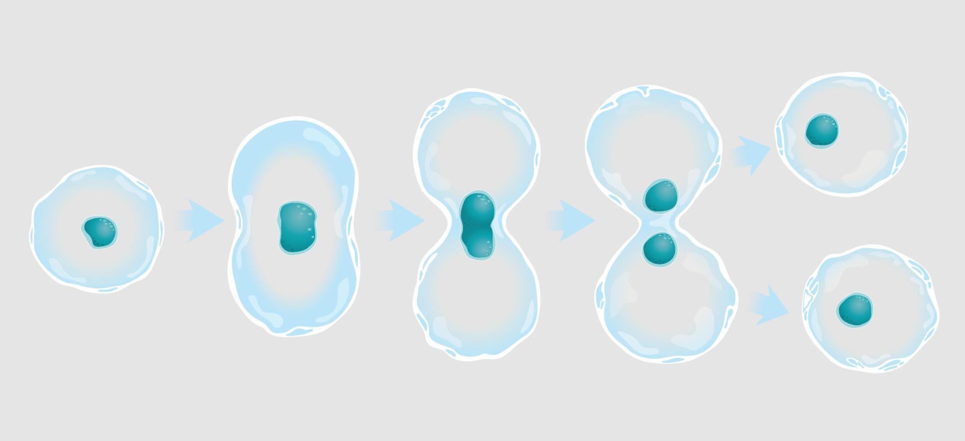 The graph shows in 5 steps the division of a cell. Vector image