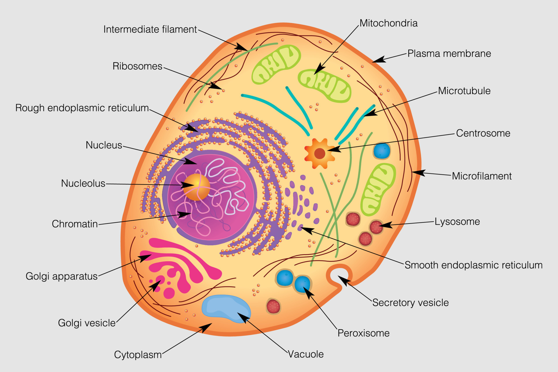 The graphic shows the elements of a human cell. Vector image 12066665  Vector Art at Vecteezy