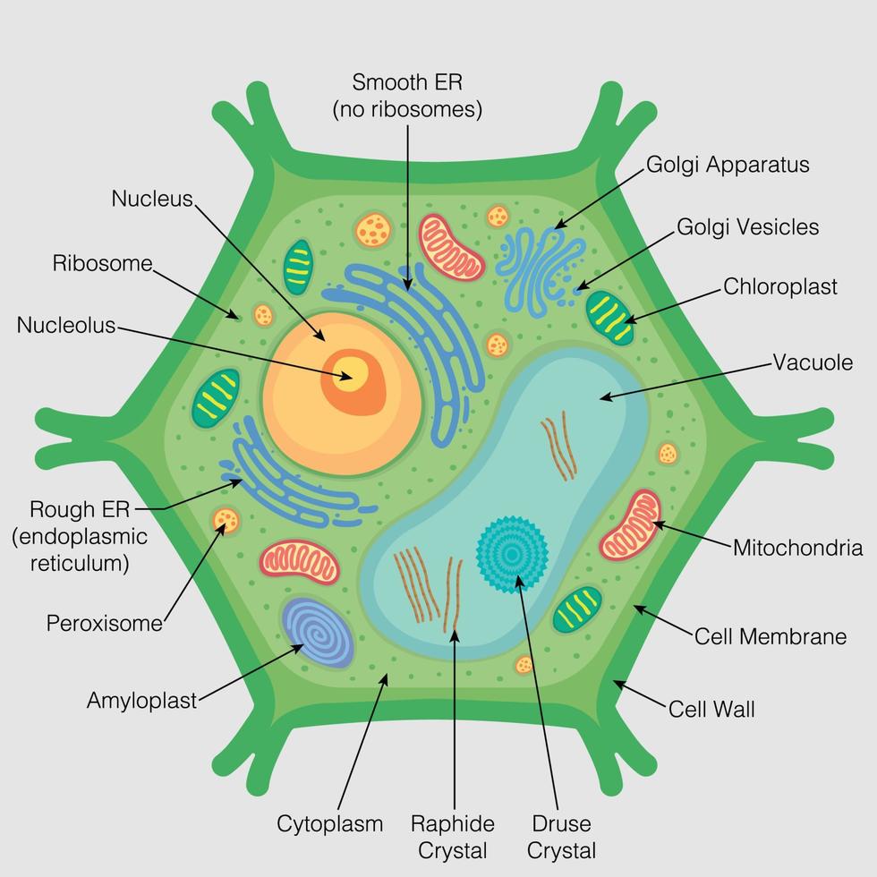 el gráfico muestra las partes de la célula vegetal sobre un fondo gris. imagen vectorial vector