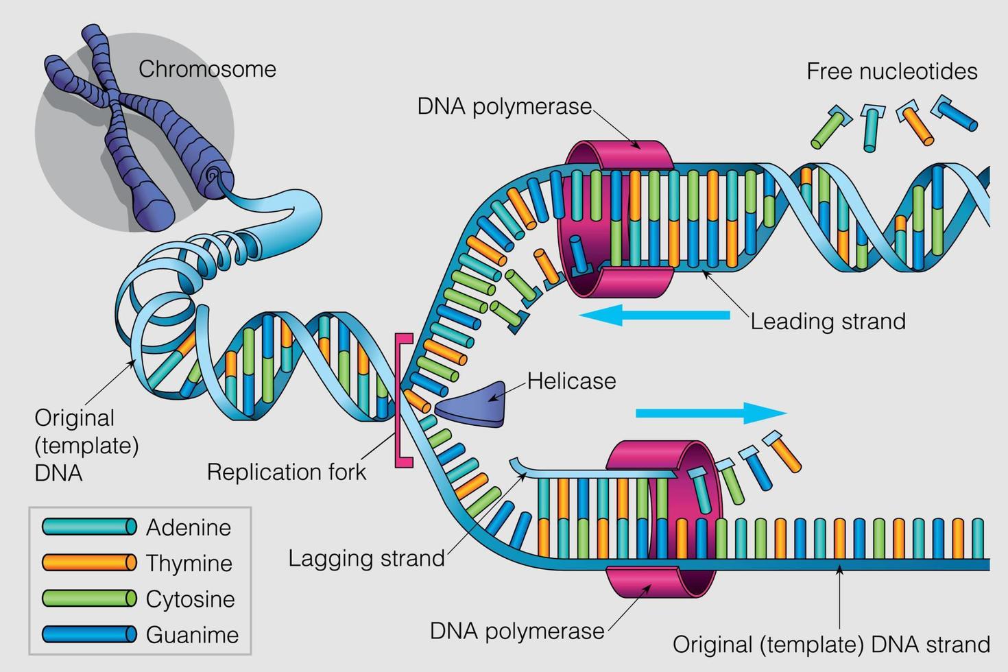 Dna strand diagram