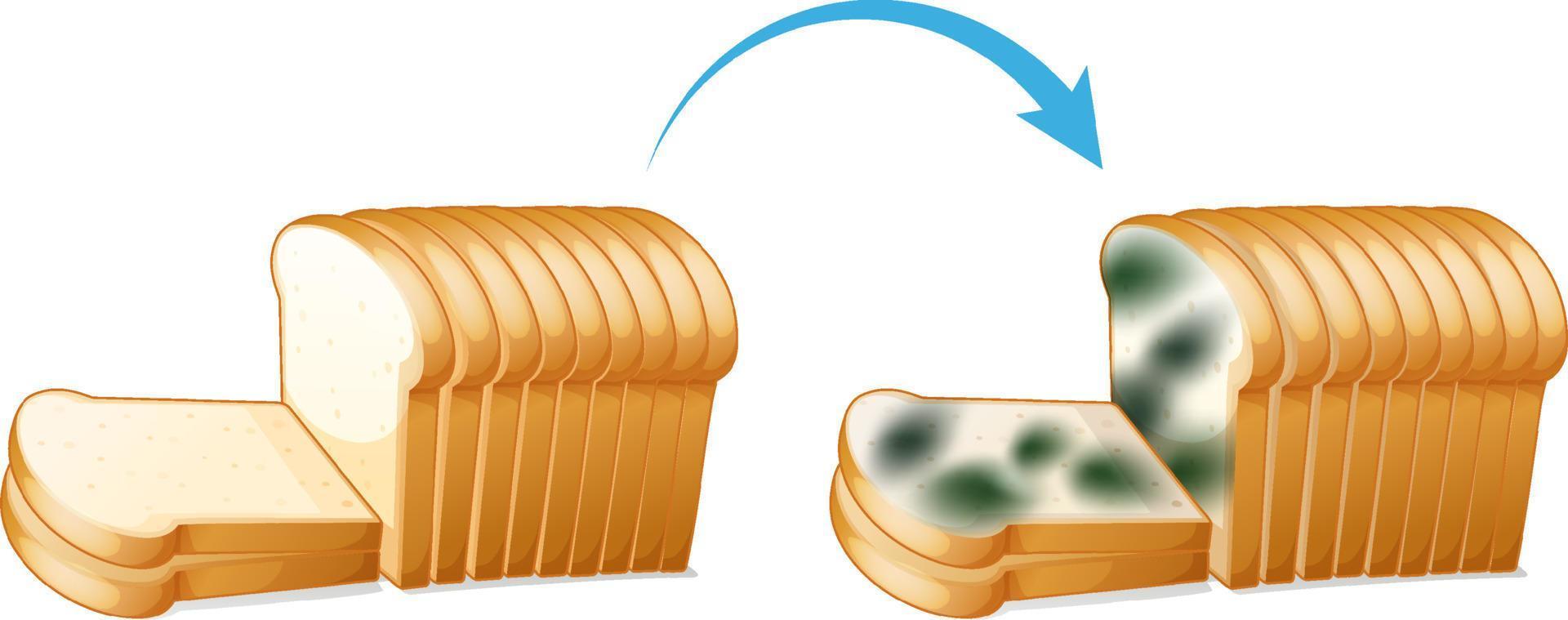 Inedible bread with mould vector