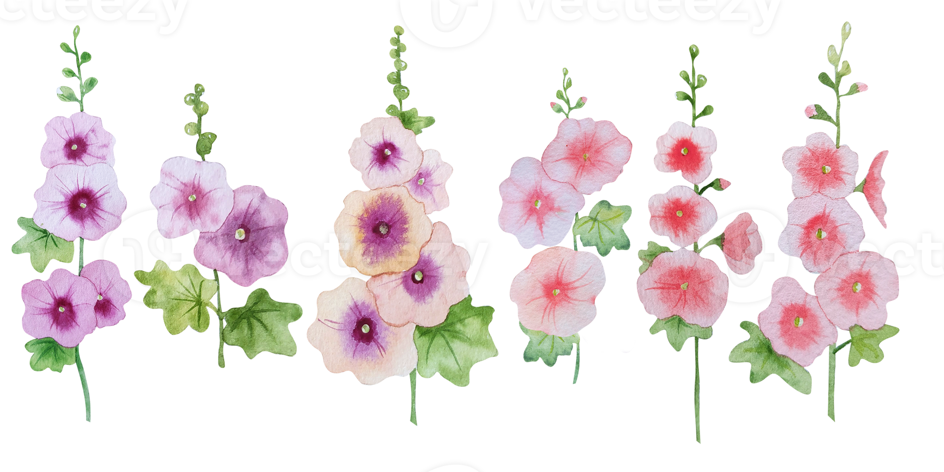 Watercolor mallow illustration png