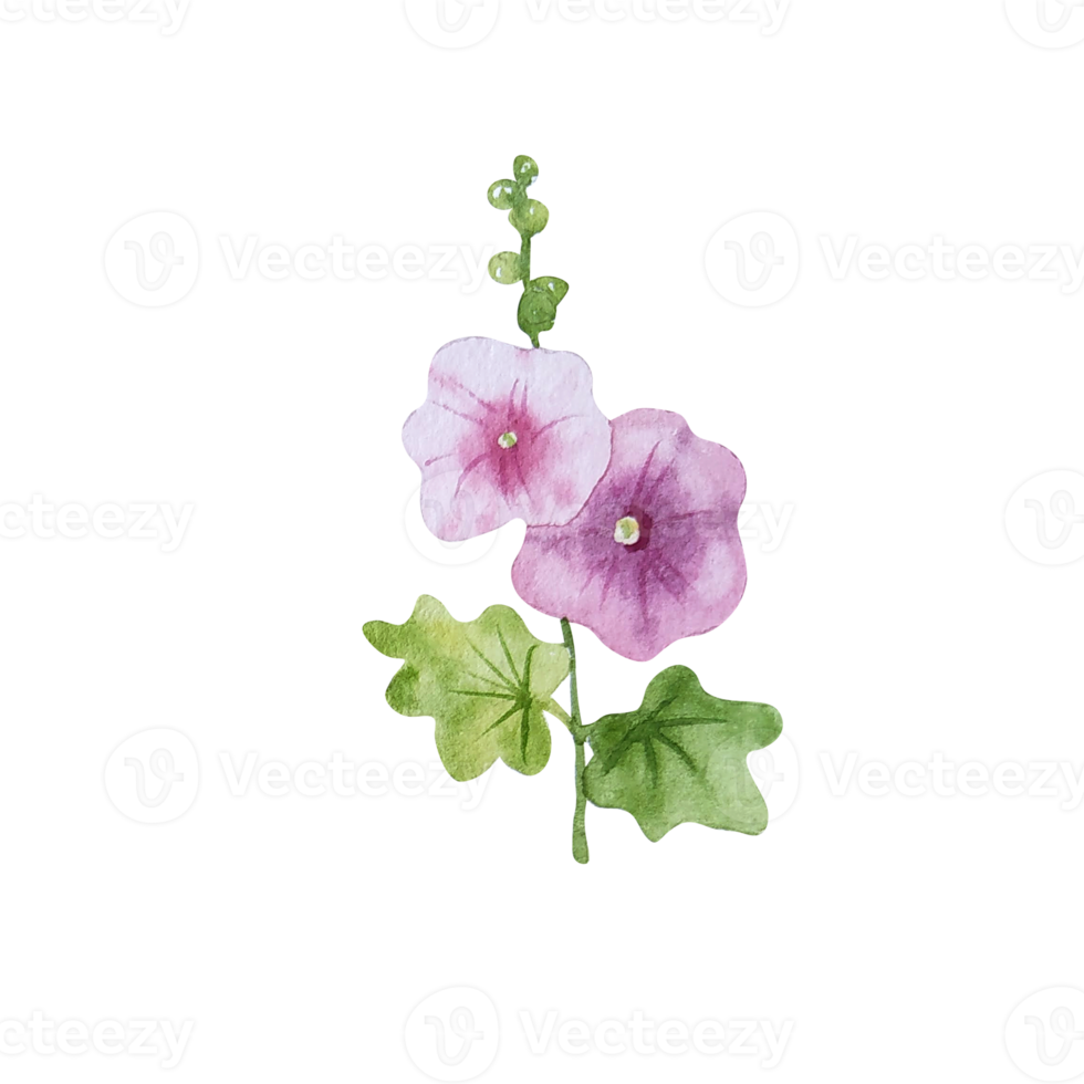 Watercolor mallow illustration png
