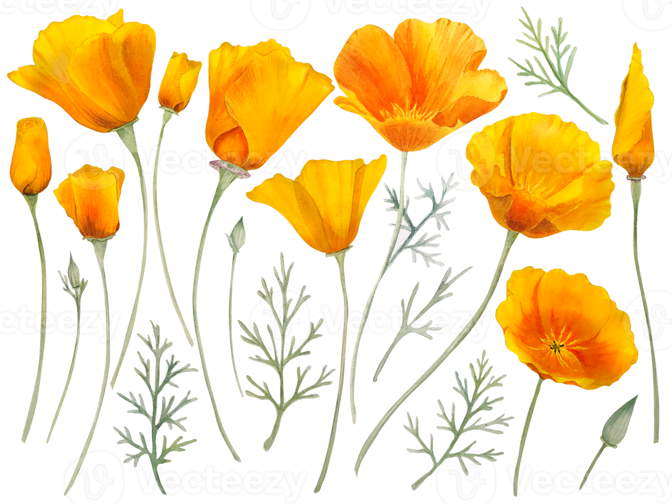 Watercolor orange california poppy png