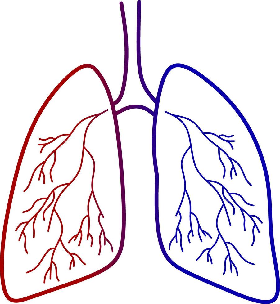 imagen vectorial de los pulmones, para el icono de la salud vector