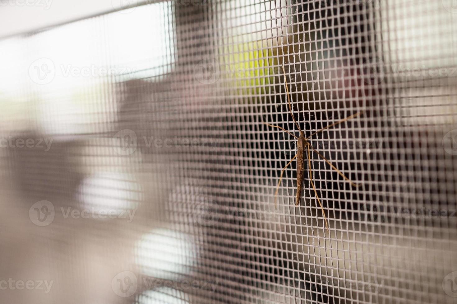 mosquito net wire screen on house window protection against insect photo