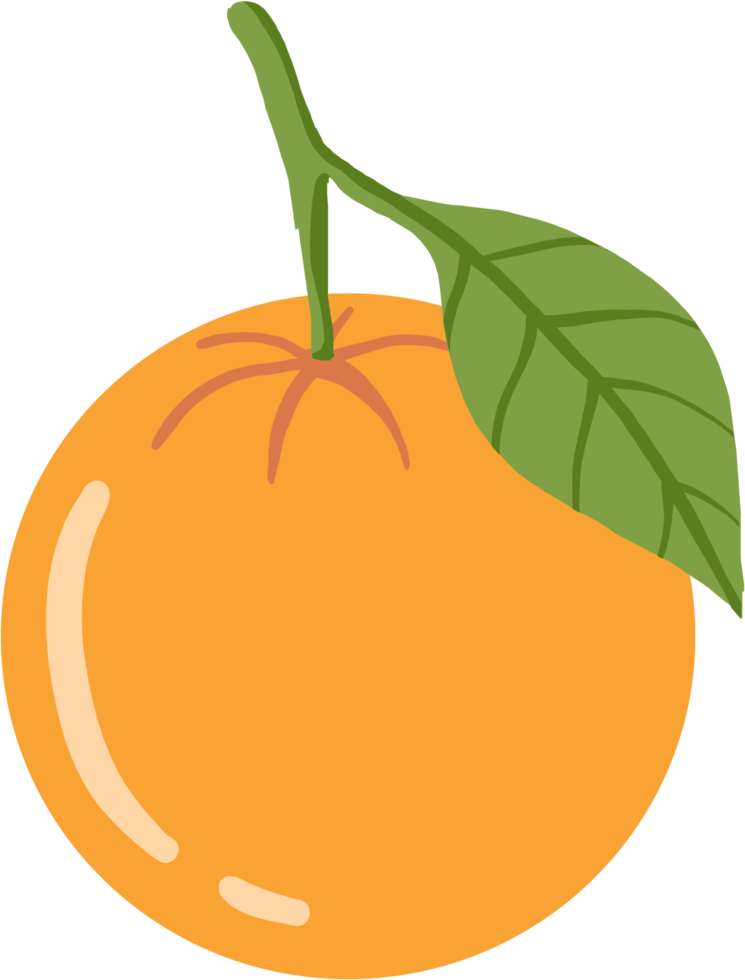 doodle freehand sketch drawing of orange fruit. png