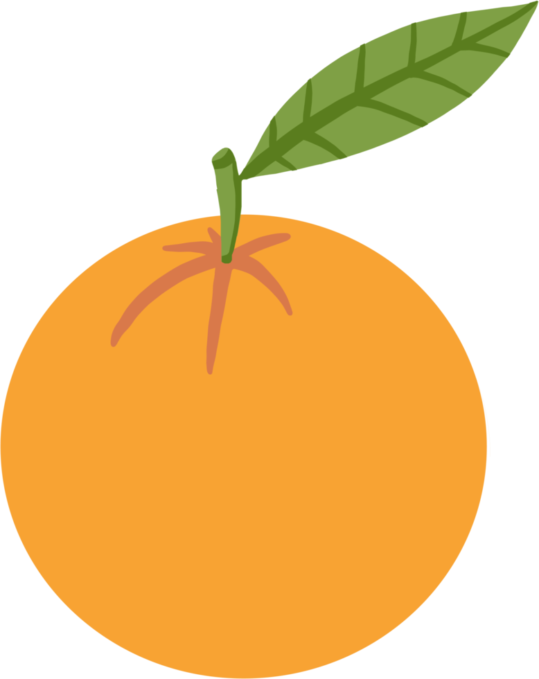 doodle freehand sketch drawing of orange fruit. png