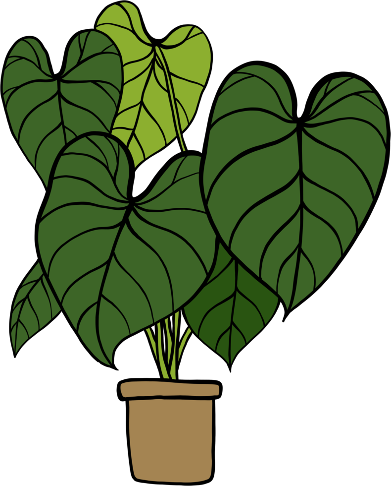 simplicidade philodendron gloriosum planta de casa simplicidade desenho à mão livre design plano. png