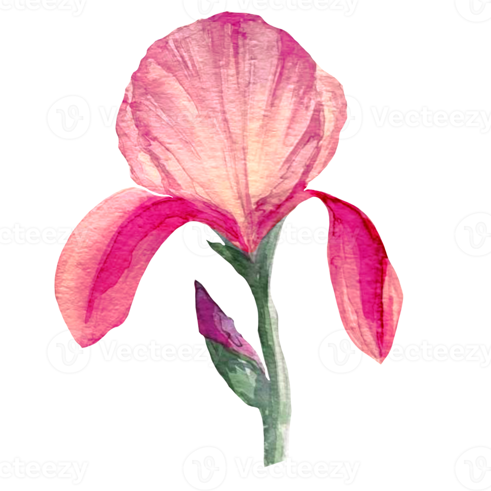 purple iris flower watercolor png
