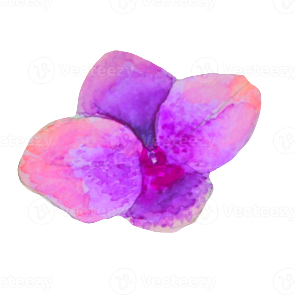 orchid watercolor on the illustration png