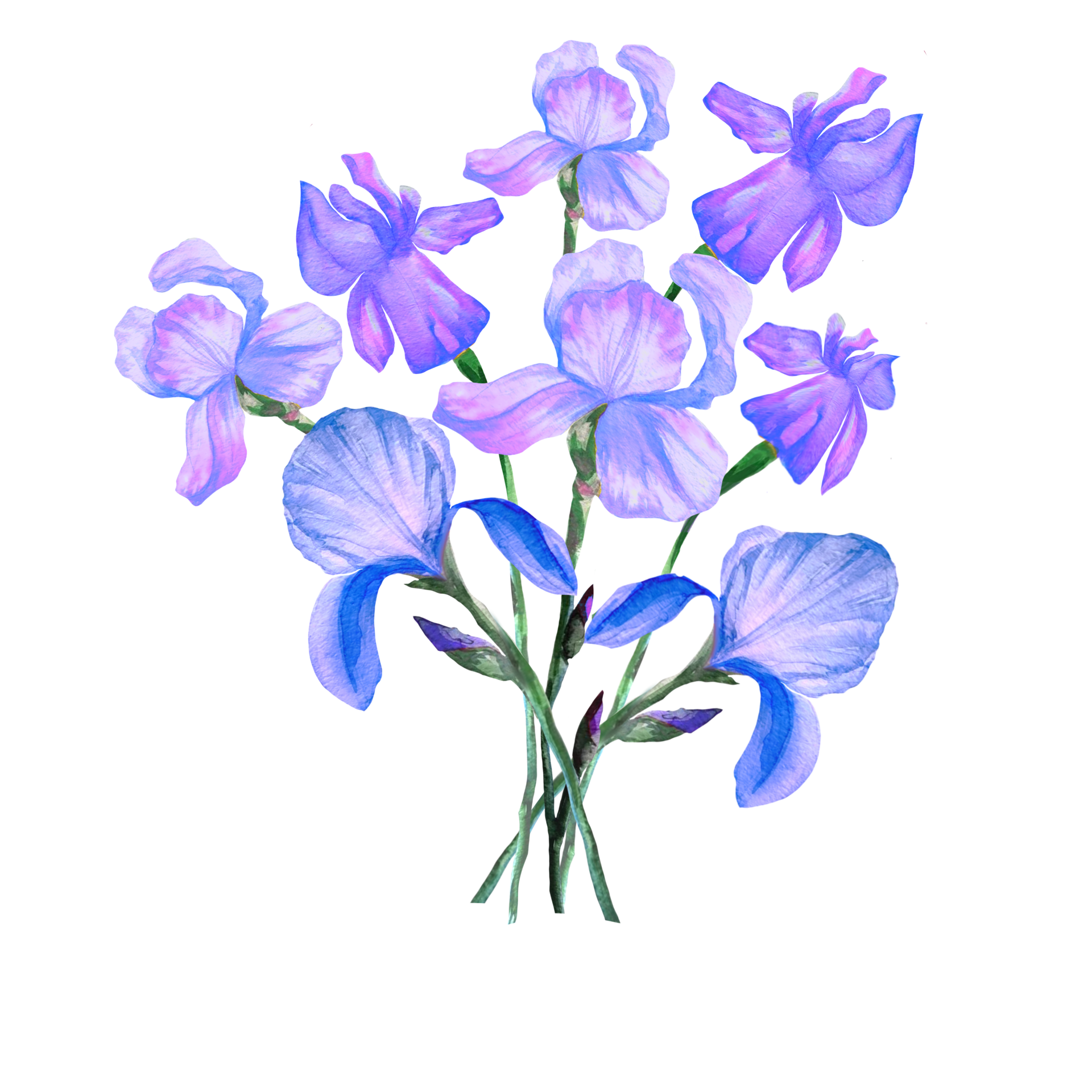 bouquet of blue irises illustration 12074782 PNG