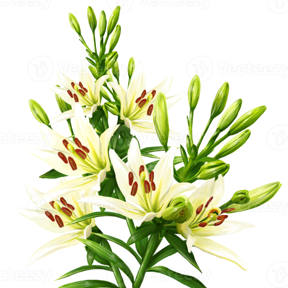 bouquet de fleurs de lys blanc, illustration d'hémérocalle png