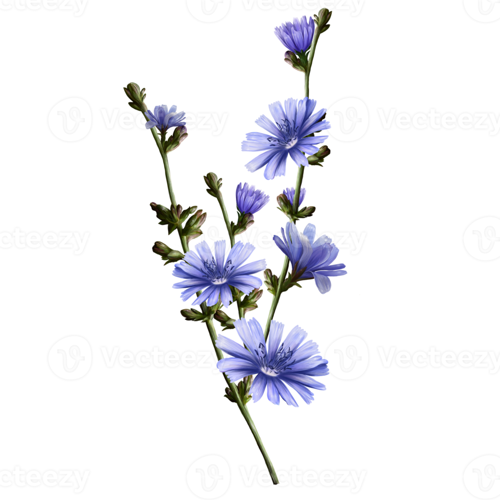 stems of chicory plant with purple flowers, illustration, 12074799 PNG