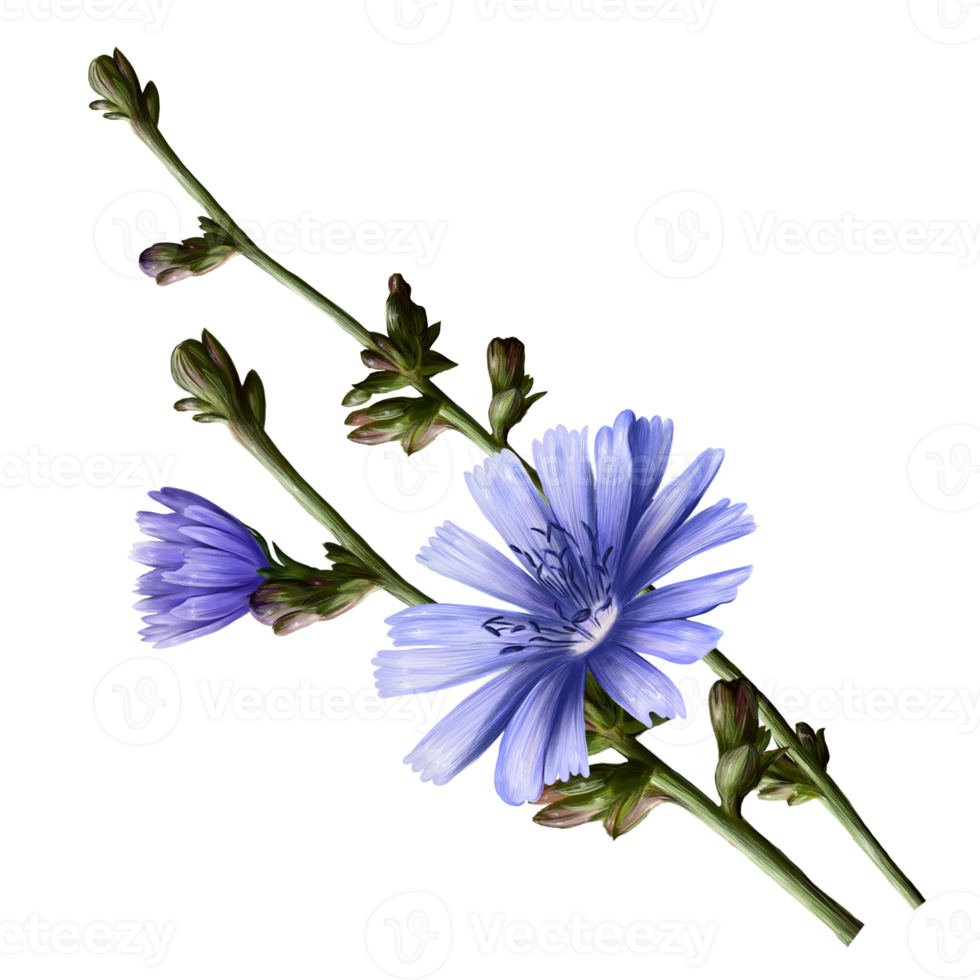 chicory herb with purple flowers, pharmacy herb illustration, png