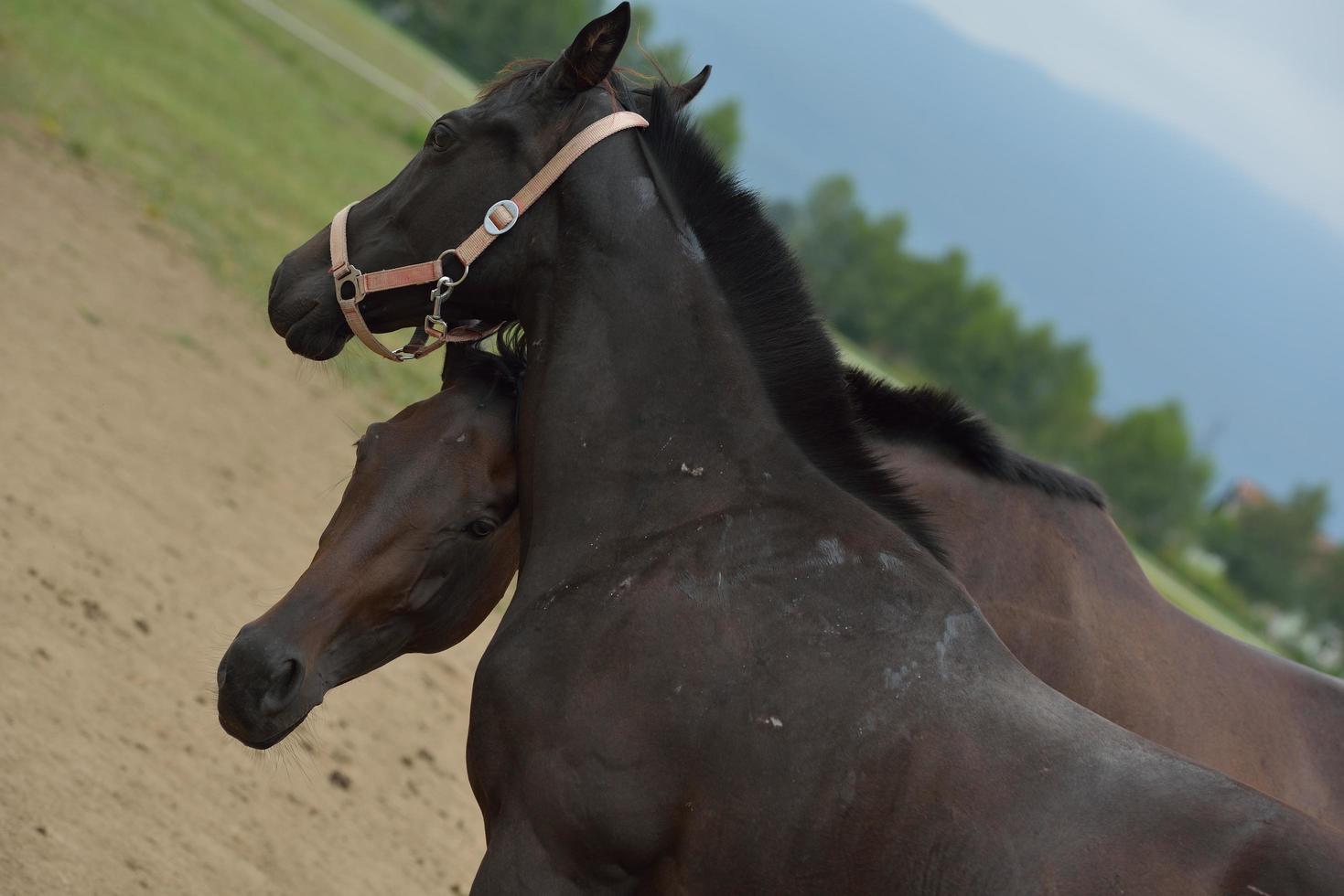 Horse portrait view photo