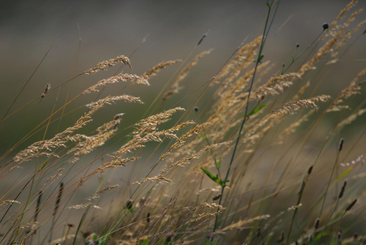 wind in grass photo