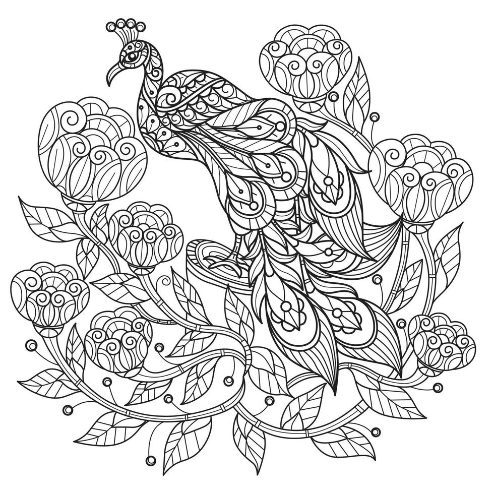 Peacock hand drawn for adult coloring book vector