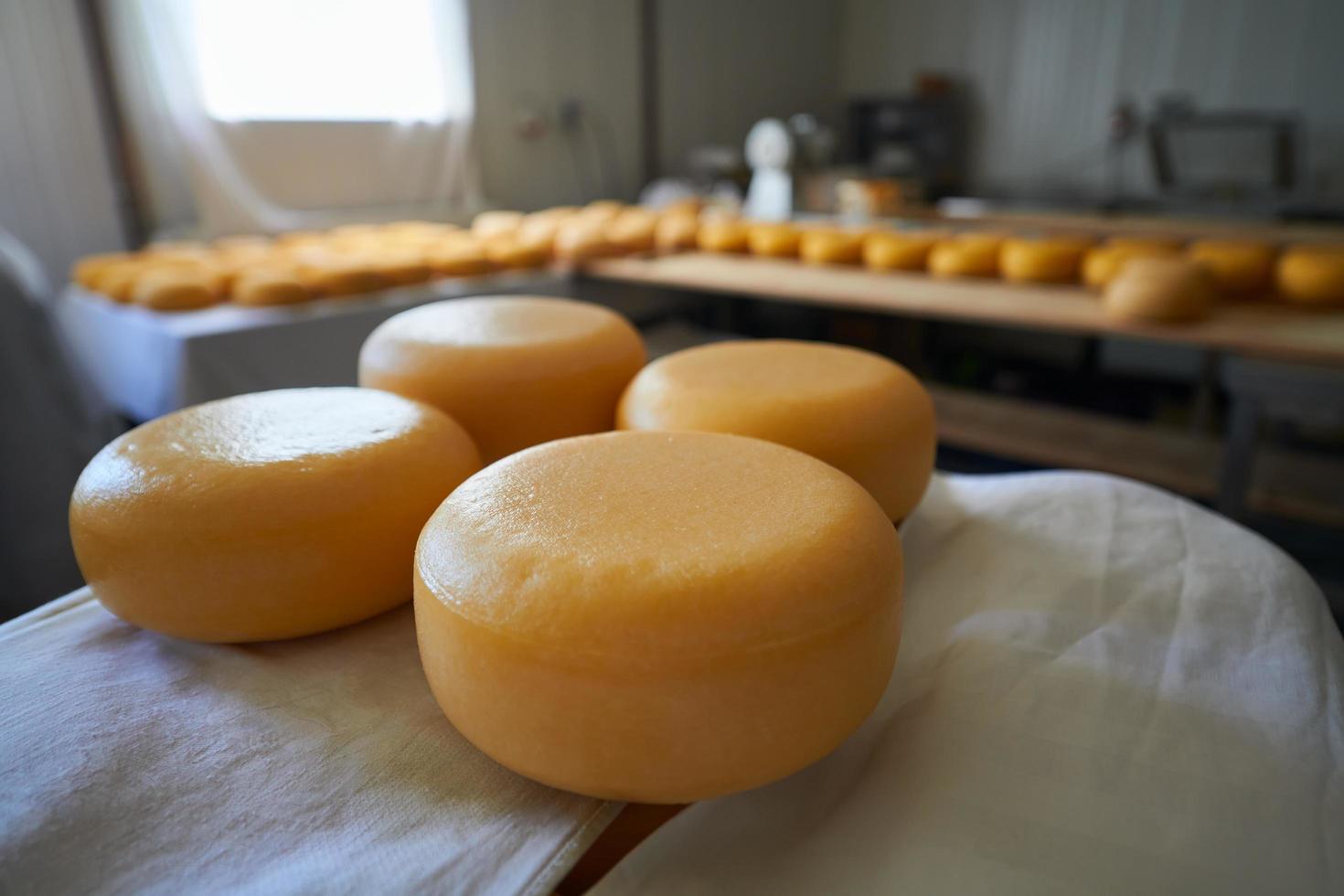 Cheese factory production shelves with aging old cheese photo