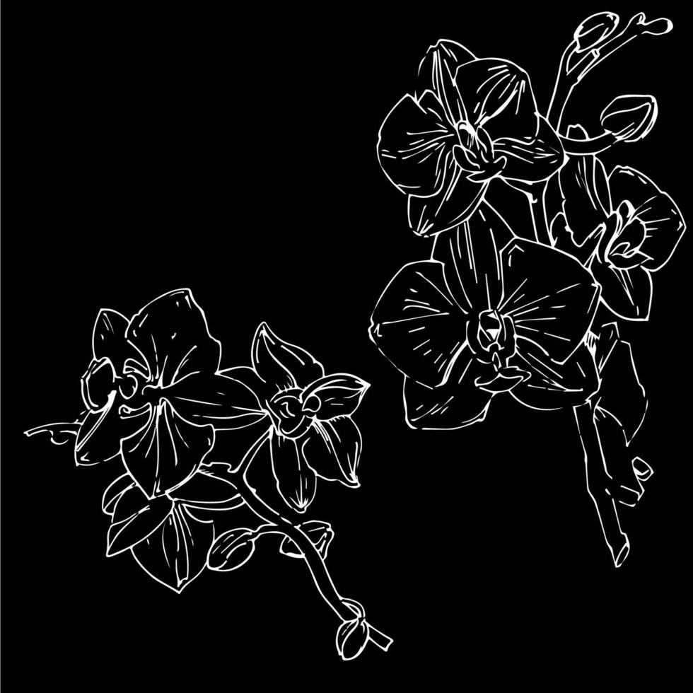 Vector flower of orchid. Ink illustration isolated.