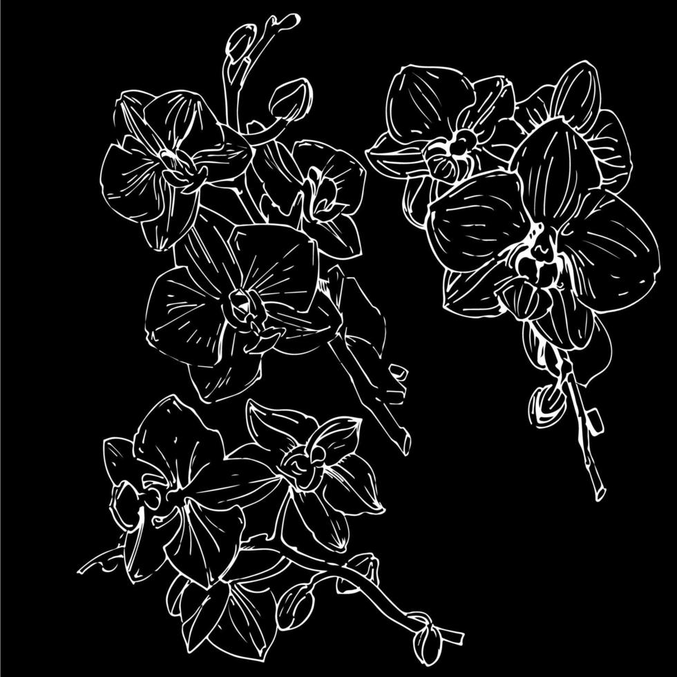 Vector flower of orchid. Ink illustration isolated.