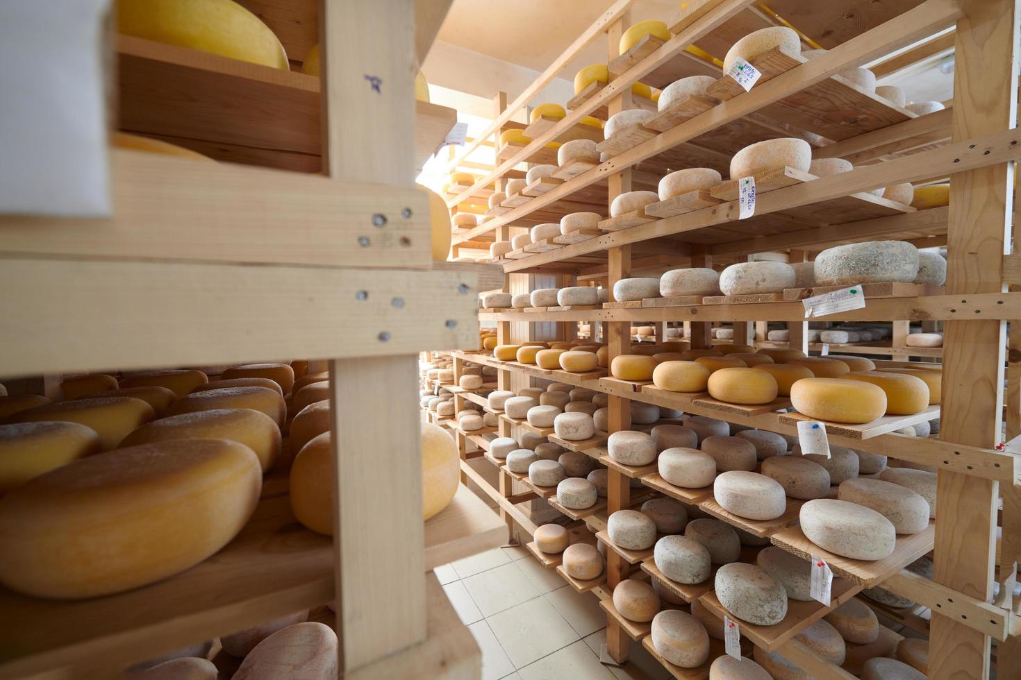 Cheese factory production shelves with aging old cheese photo