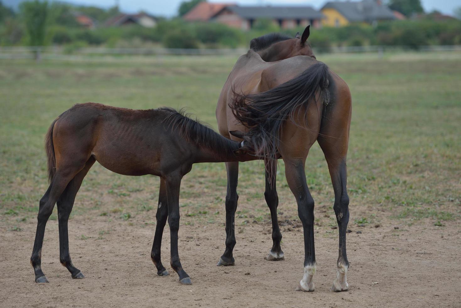Horse portrait view photo