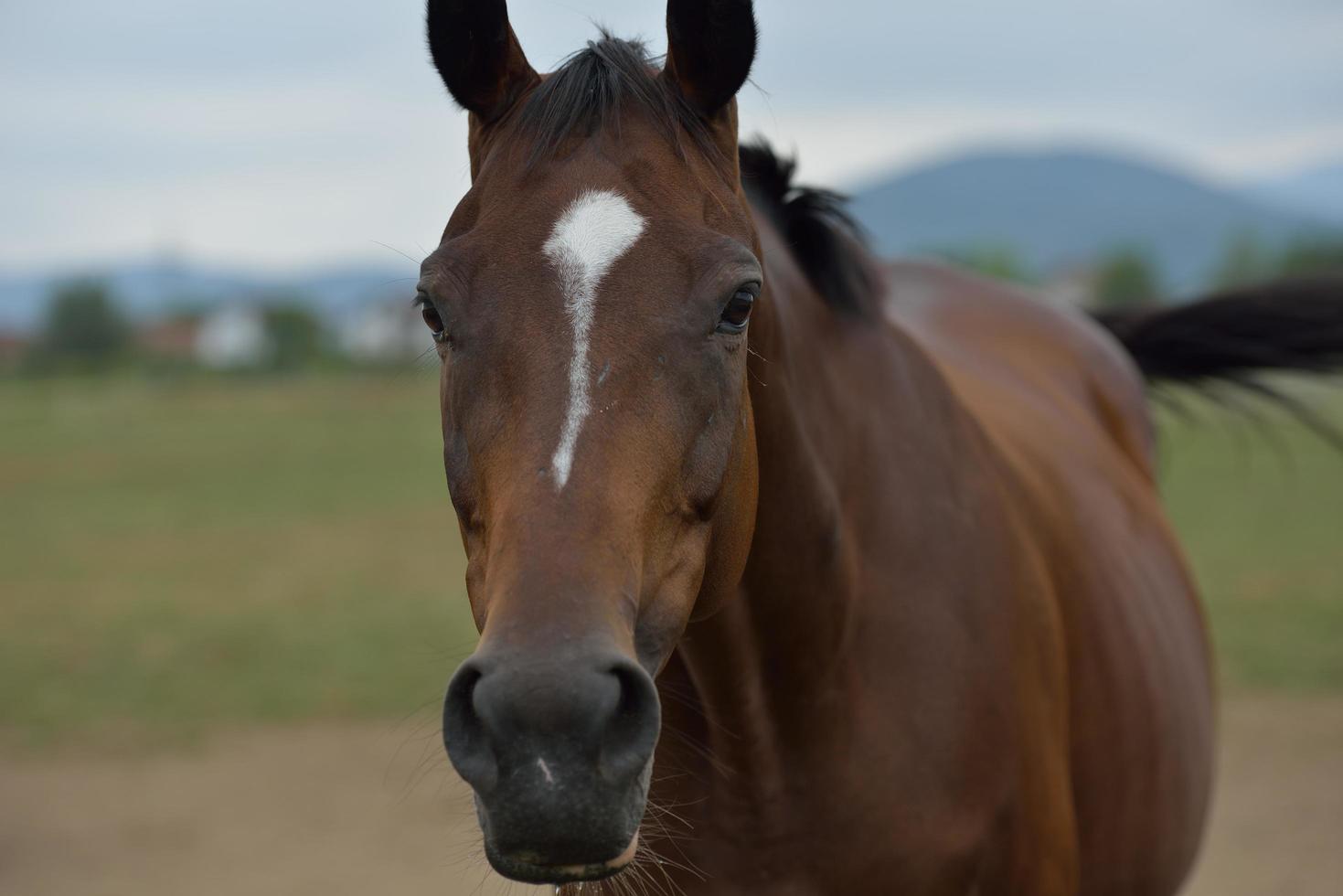 vista de retrato de caballo foto