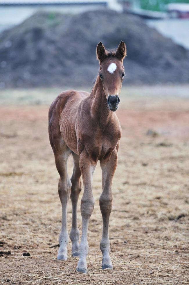 vista de caballo bebé foto