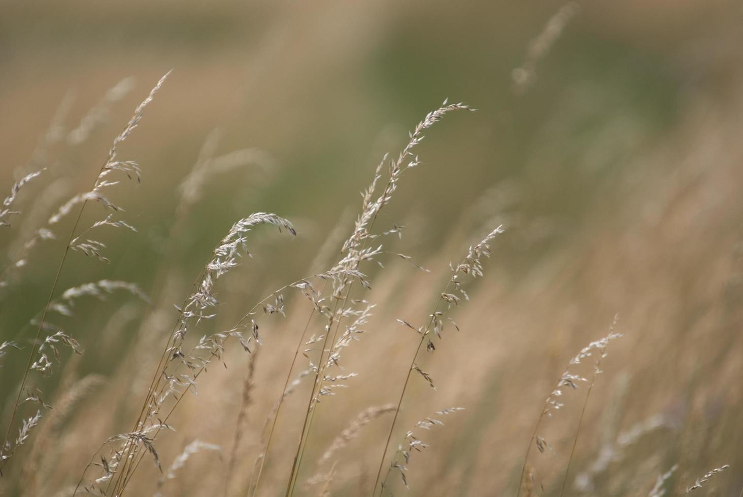 wind in grass photo