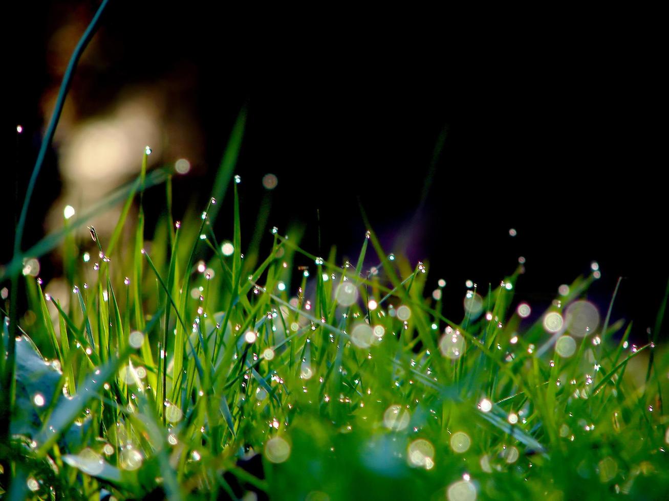 fresh flower and grass background with dew  water drops photo