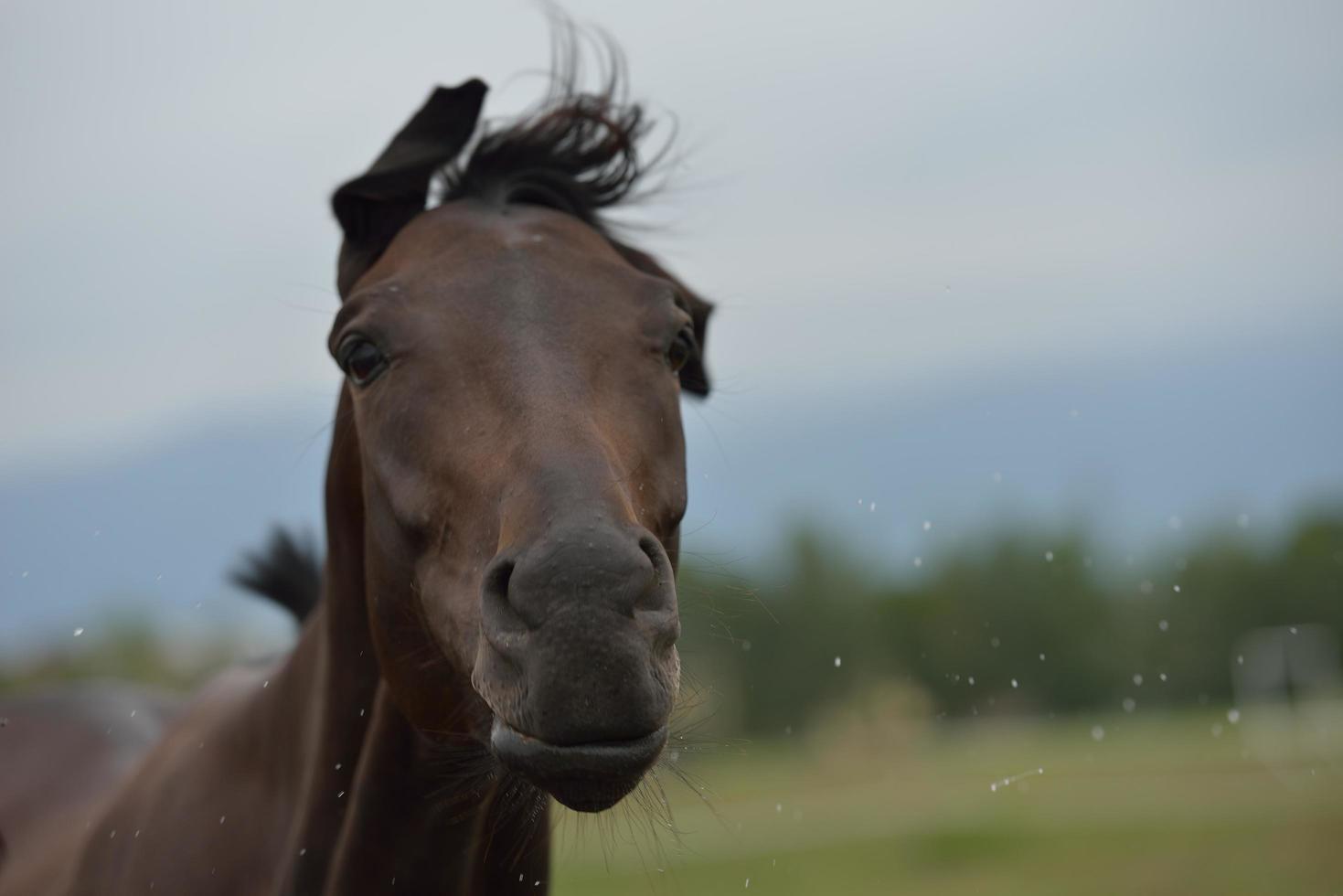 Horse portrait view photo