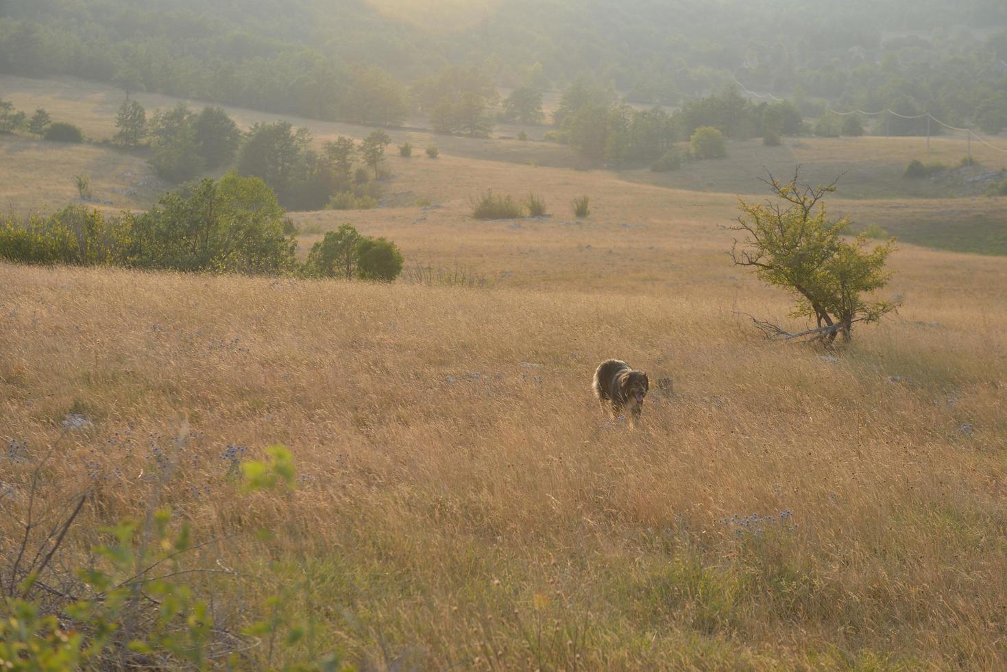 summer landscape view photo