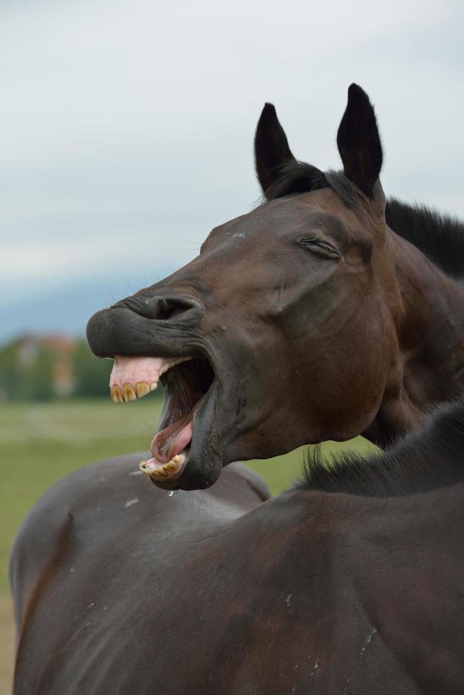 Horse portrait view photo