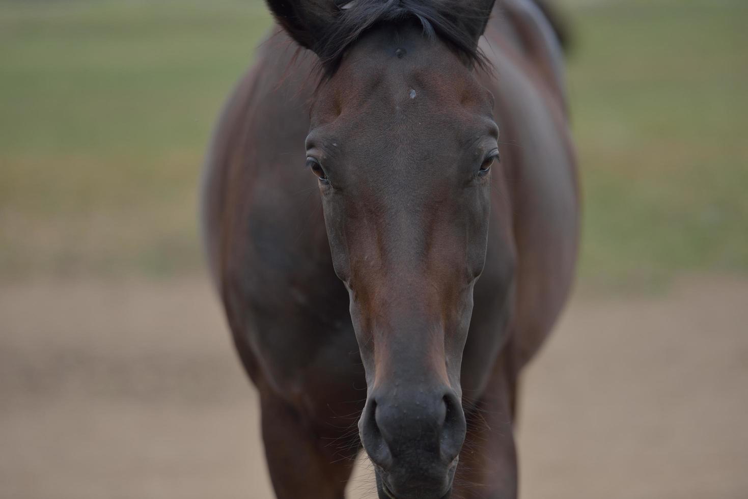 Horse portrait view photo