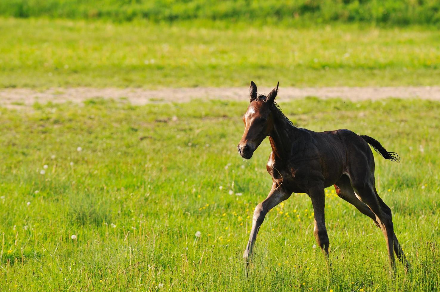 vista de caballo bebé foto