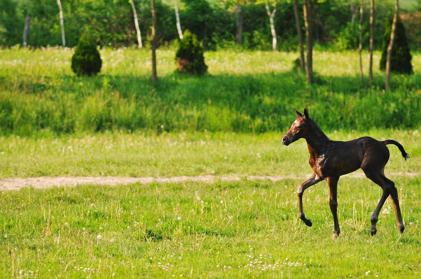 baby horse view photo
