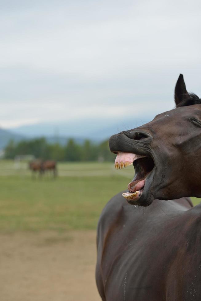 Horse portrait view photo