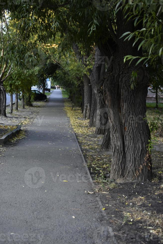 A summer path in a summer park with trees and shrubs. Evening landscape path in the park. photo