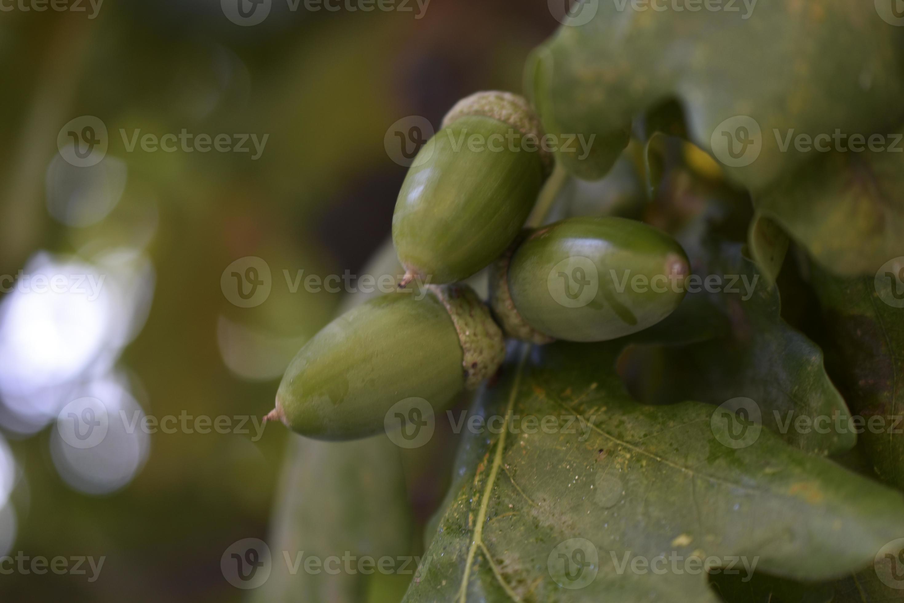 Green nuts acorns of oak on a tree. Beautiful oak seeds. 12086565 Stock