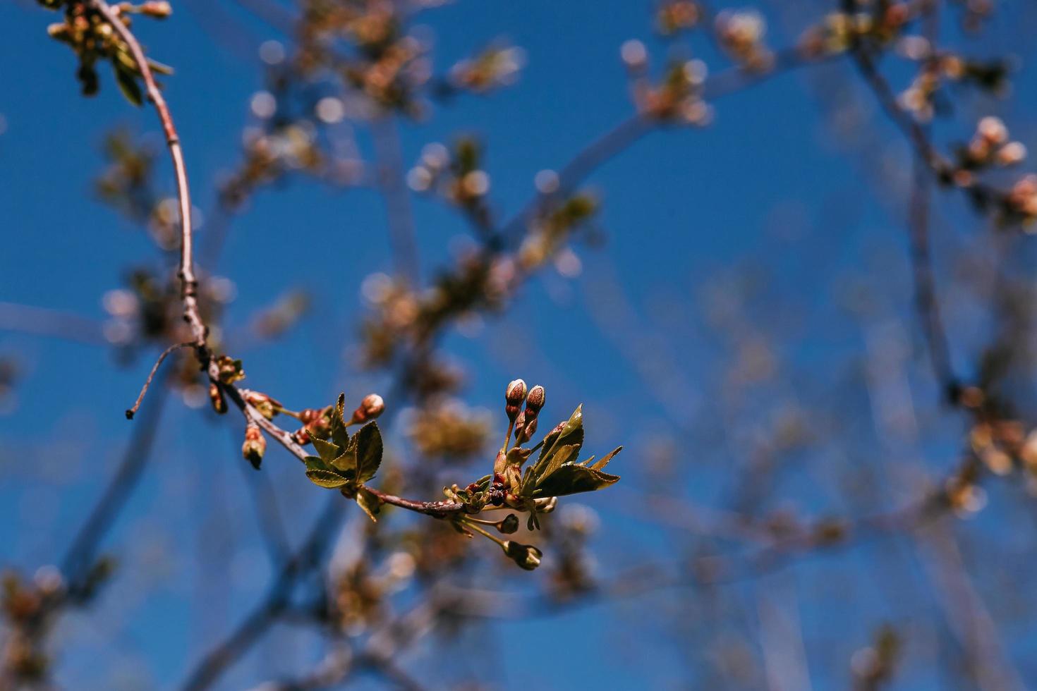 rama primaveral, hojas tiernas y riñones foto