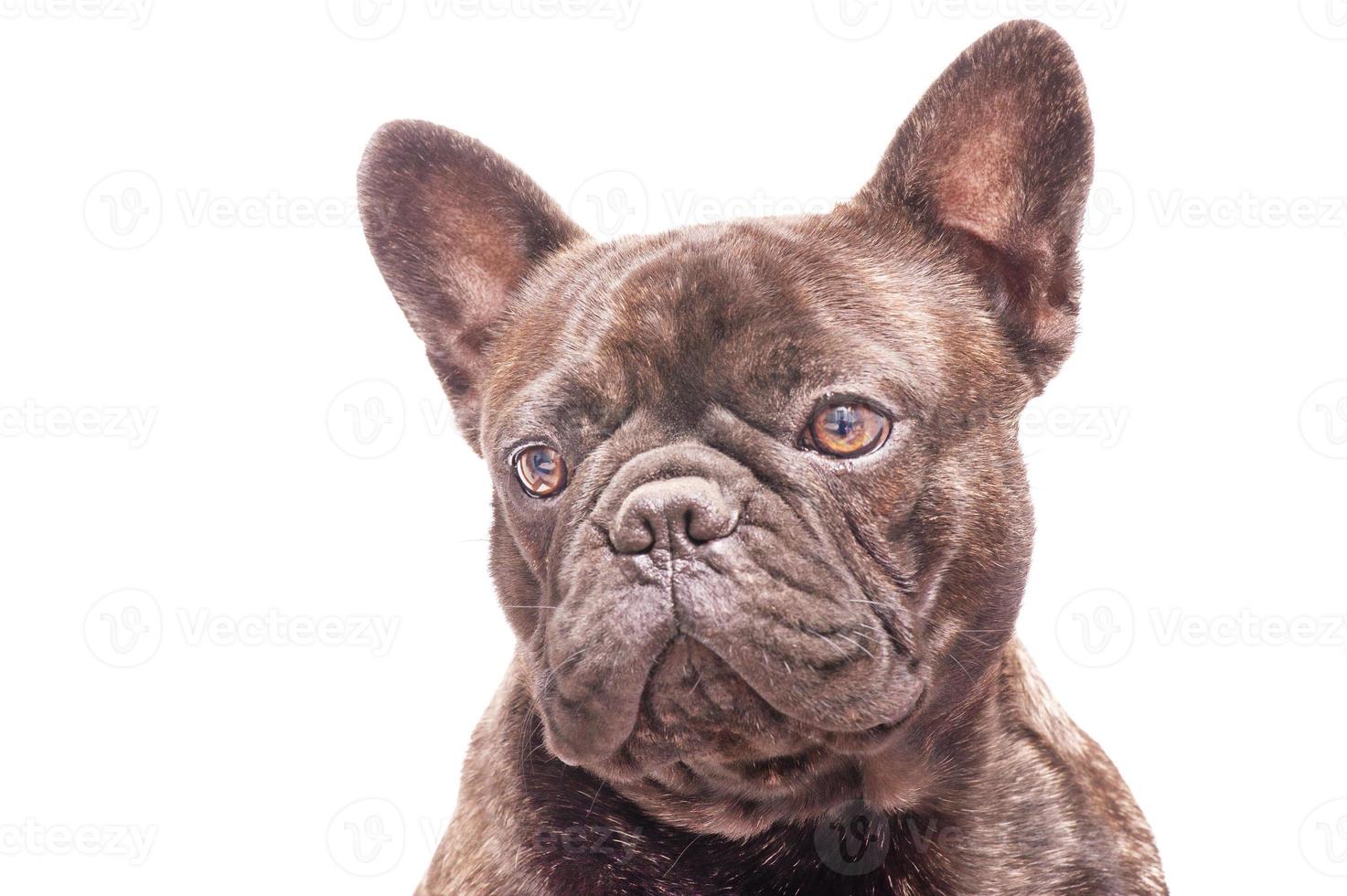 Adult dog isolate on a white background. French bulldog portrait studio macro. photo