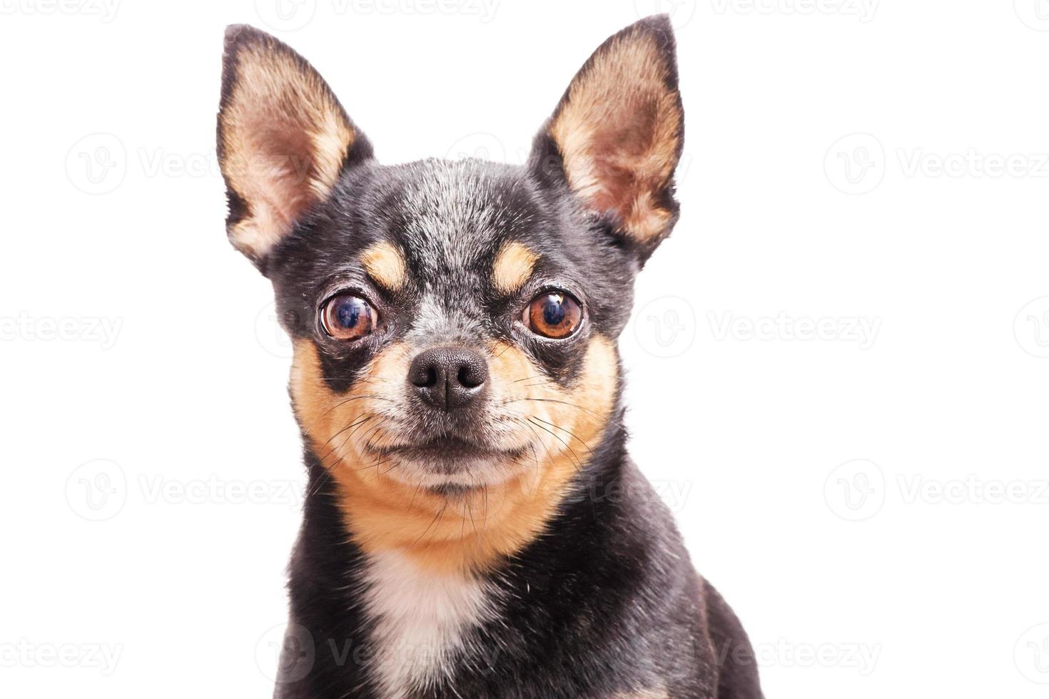 perro adulto aislado en blanco. retrato de un chihuahua tricolor. foto