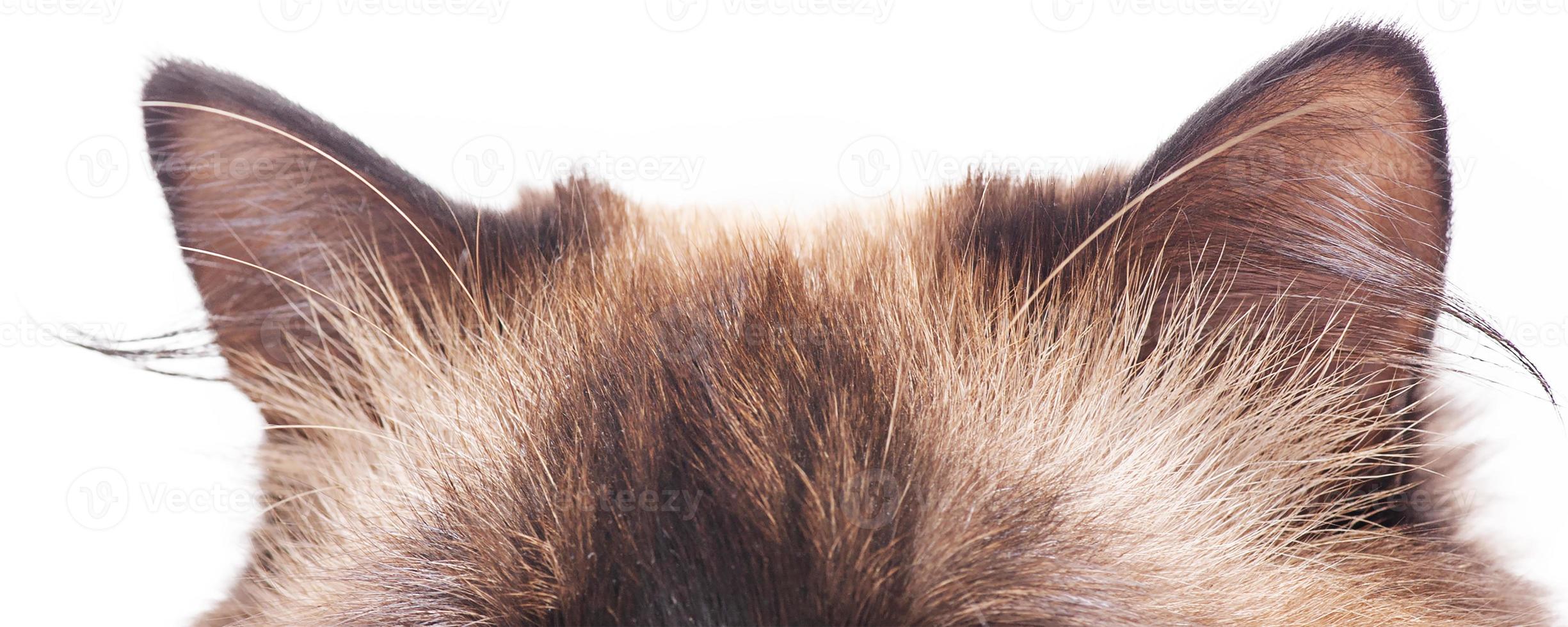 The ears of a purebred domestic cat. The cat's ears are color point, Neva masquerade breed. photo