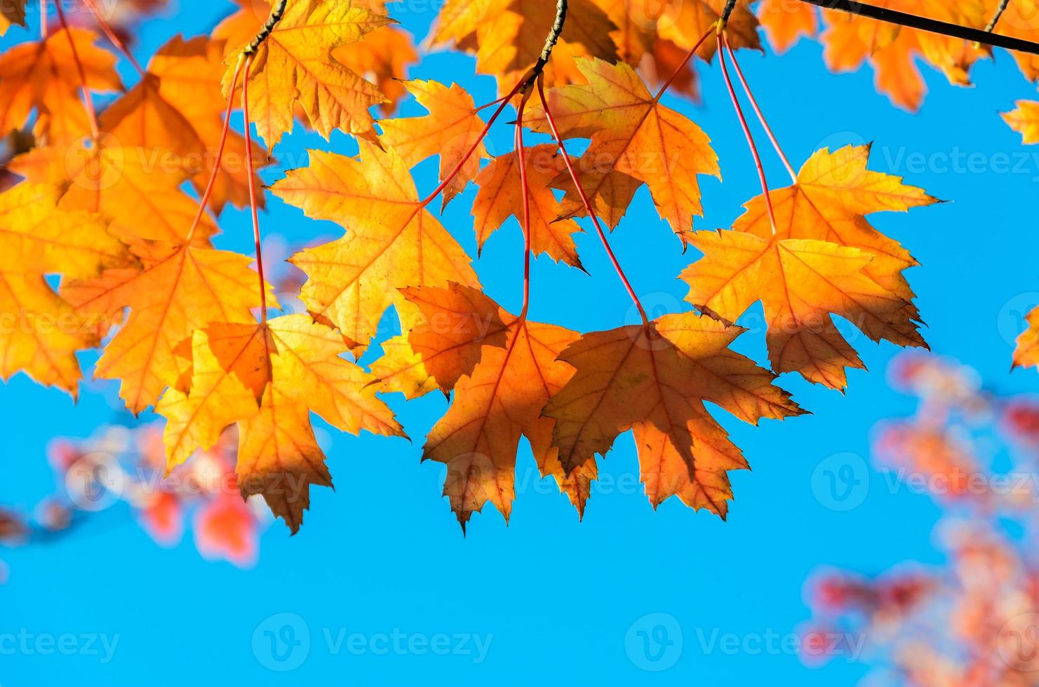 Autumn yellow maple leaf tree background photo
