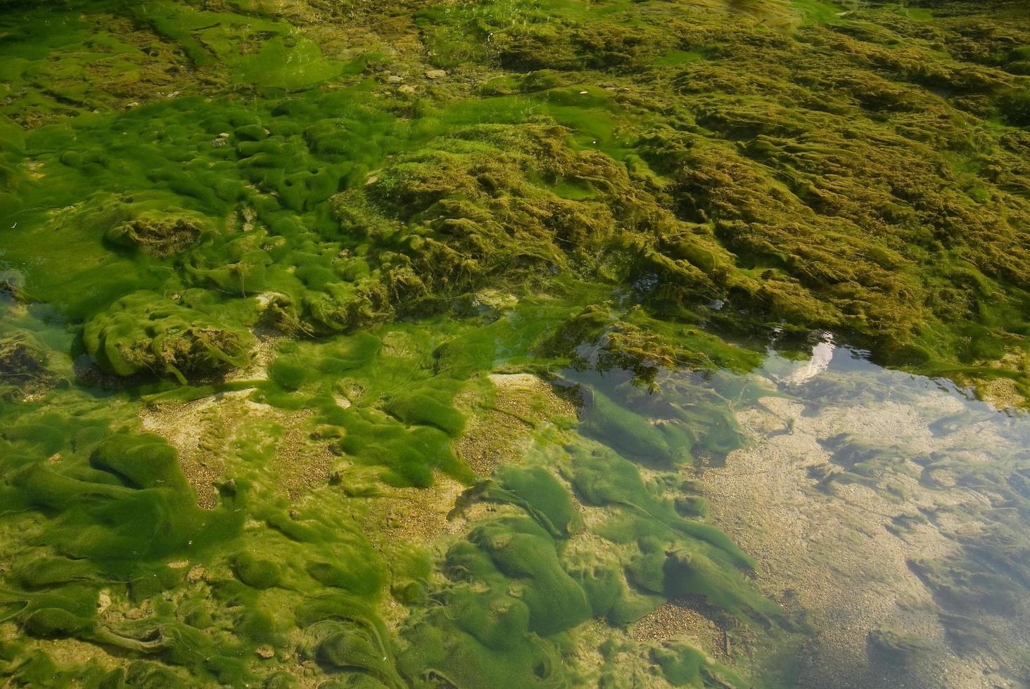 fondo de lago afilado con alge foto
