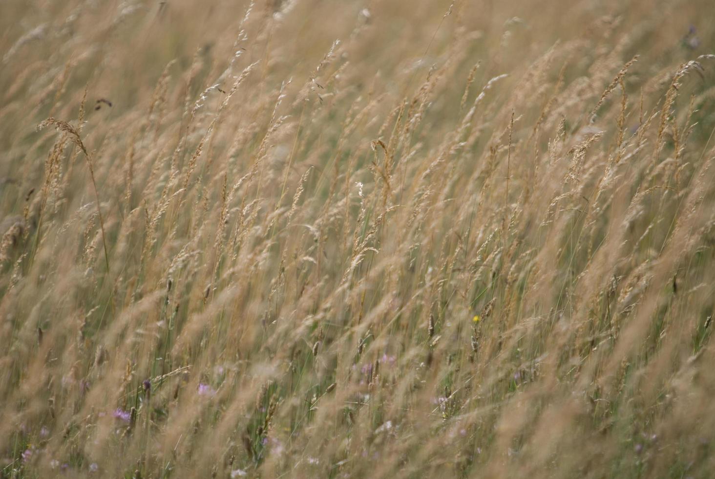 wind in grass photo