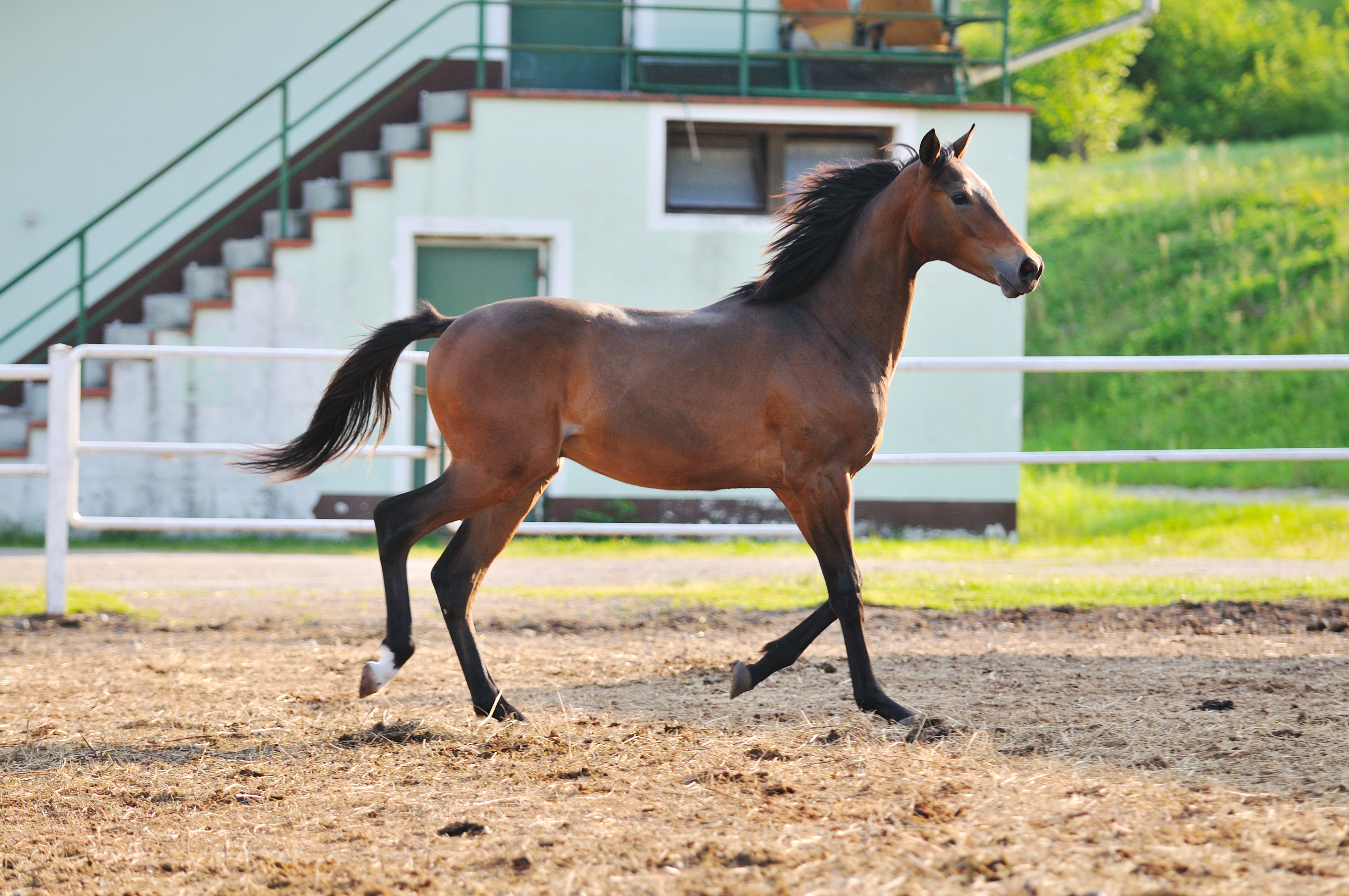 Caballos Imágenes, Fotos y Fondos de pantalla para Descargar Gratis Caballos Imágenes, Fotos y Fondos de pantalla para Descargar Gratis