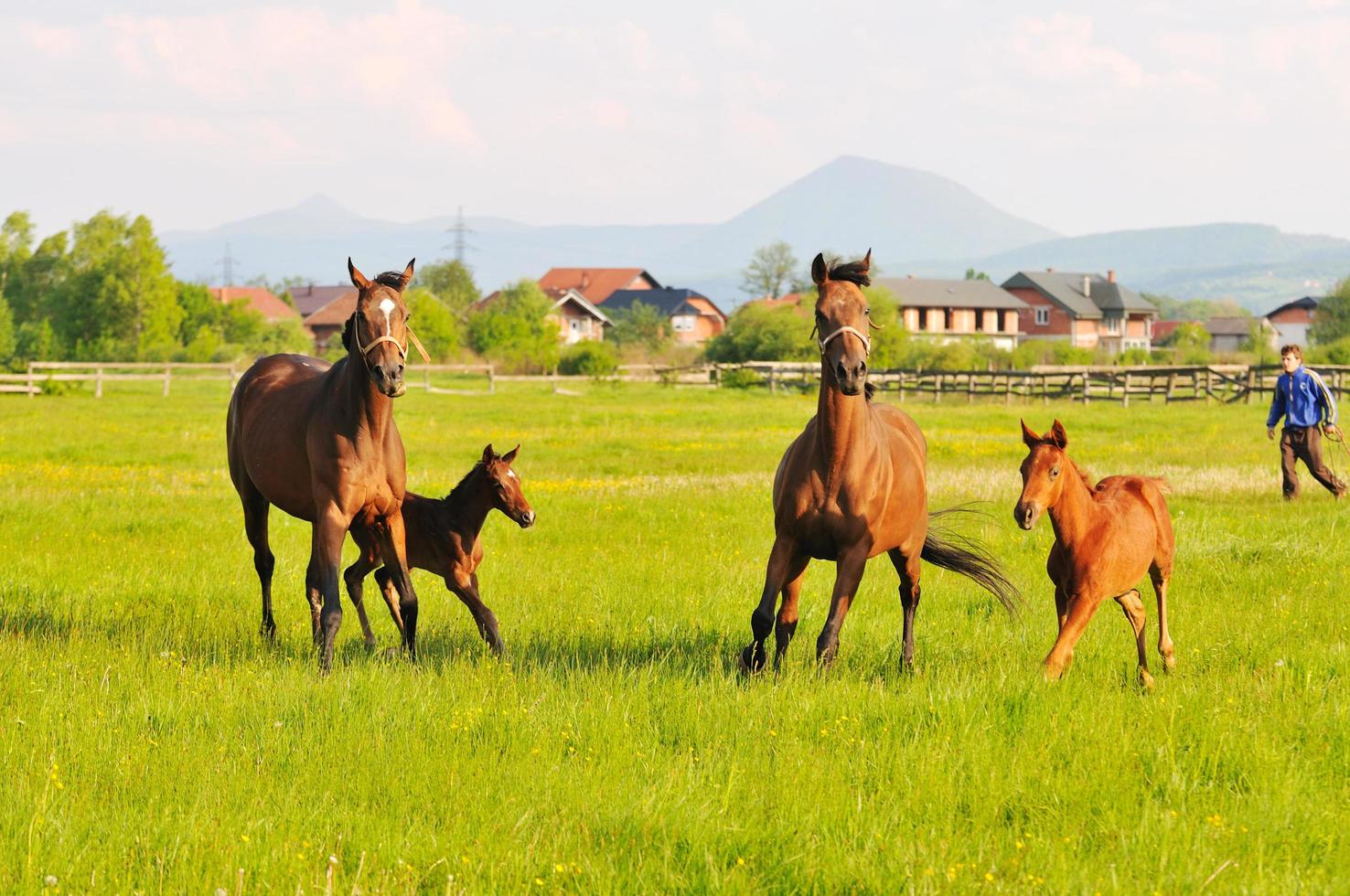 Horse nature view photo